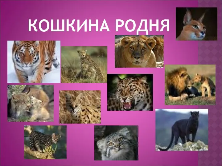 КОШКИНА РОДНЯ