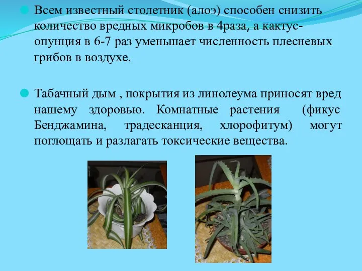 Всем известный столетник (алоэ) способен снизить количество вредных микробов в 4раза,