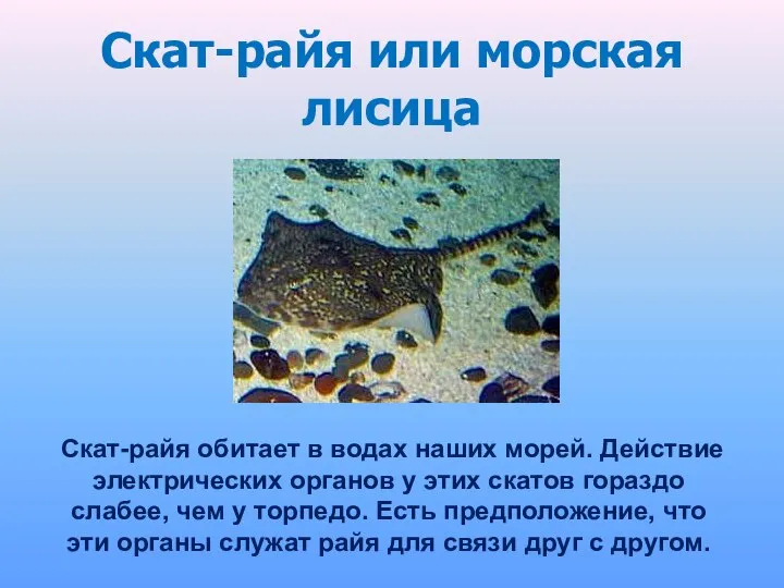 Скат-райя или морская лисица Cкат-райя обитает в водах наших морей. Действие