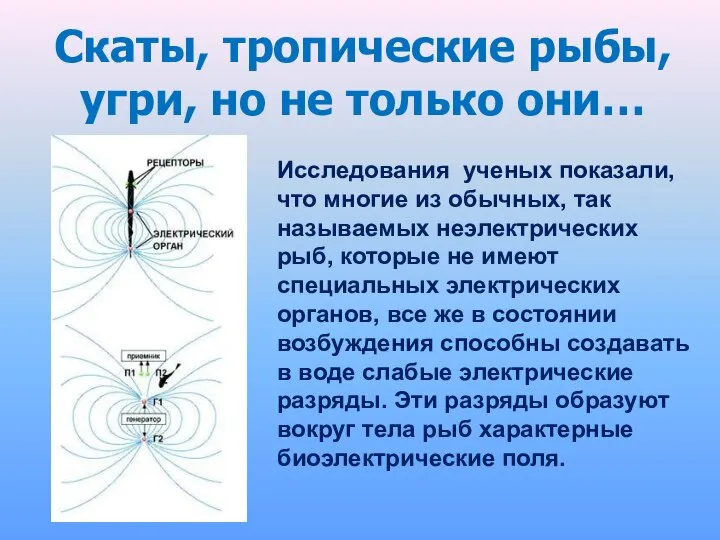 Скаты, тропические рыбы, угри, но не только они… Исследования ученых показали,