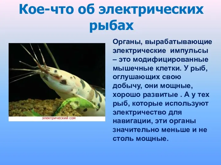 Кое-что об электрических рыбах Органы, вырабатывающие электрические импульсы – это модифицированные