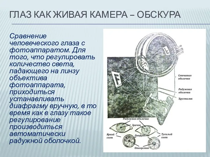 ГЛАЗ КАК ЖИВАЯ КАМЕРА – ОБСКУРА Сравнение человеческого глаза с фотоаппаратом.