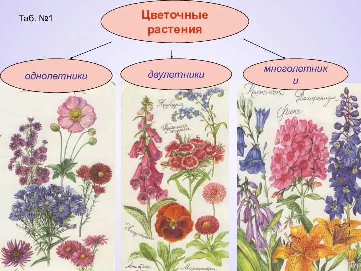 Таб. №1 Цветочные растения однолетники двулетники многолетники