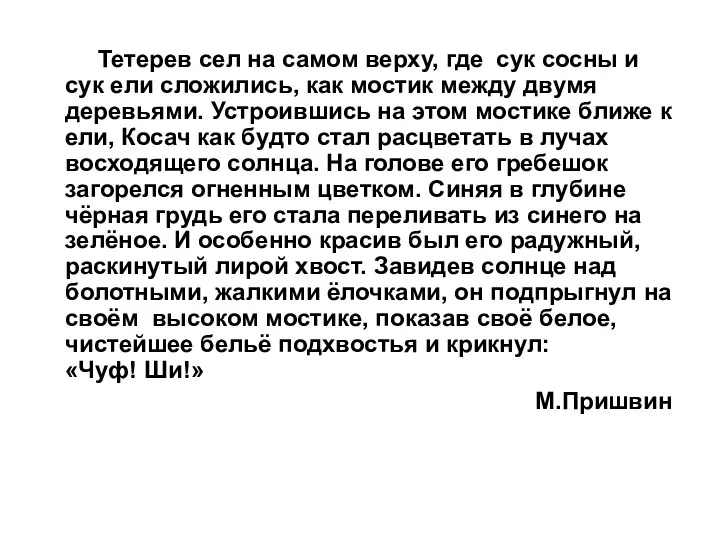 Тетерев сел на самом верху, где сук сосны и сук ели