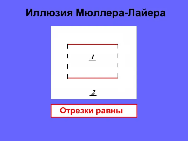 Иллюзия Мюллера-Лайера Отрезки равны