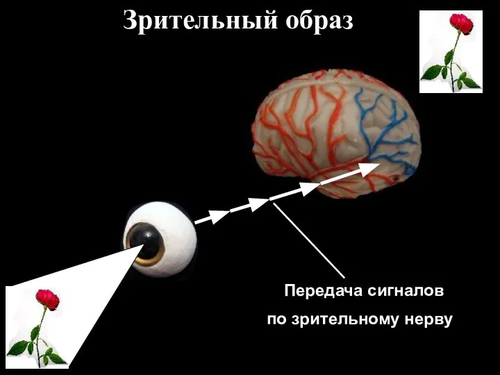 Передача сигналов по зрительному нерву Зрительный образ