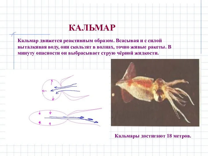 КАЛЬМАР Кальмар движется реактивным образом. Всасывая и с силой выталкивая воду,