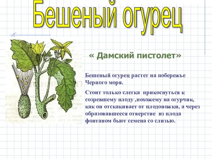 Бешеный огурец растет на побережье Черного моря. Стоит только слегка прикоснуться