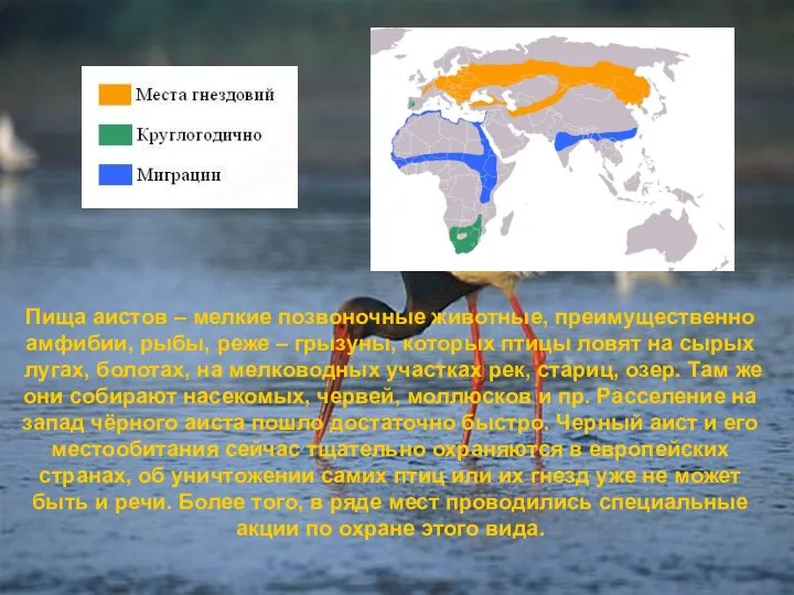 Пища аистов – мелкие позвоночные животные, преимущественно амфибии, рыбы, реже –