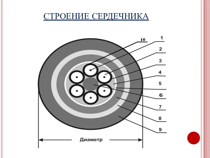 СТРОЕНИЕ СЕРДЕЧНИКА