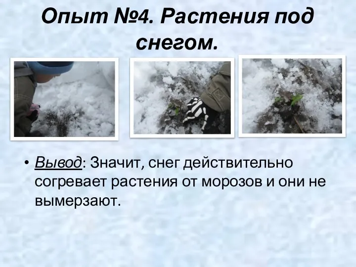 Опыт №4. Растения под снегом. Вывод: Значит, снег действительно согревает растения