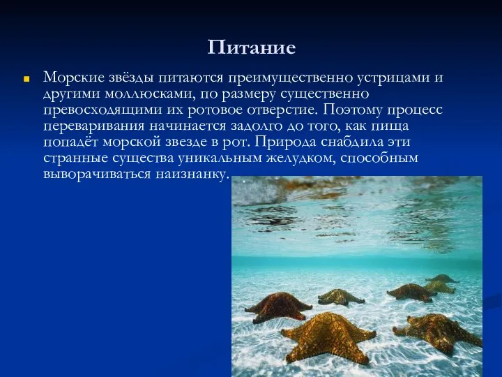 Питание Морские звёзды питаются преимущественно устрицами и другими моллюсками, по размеру