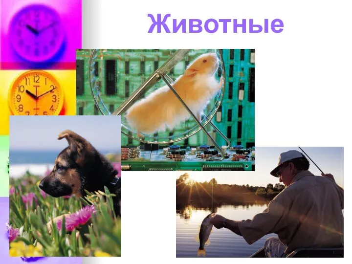 Животные