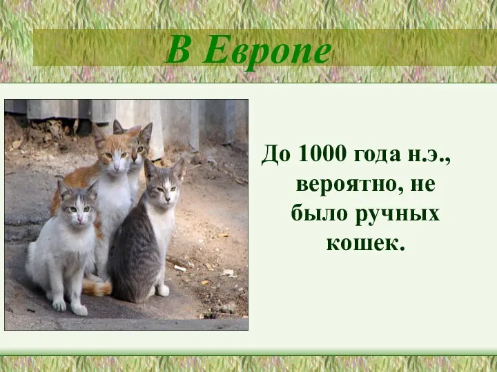 В Европе До 1000 года н.э., вероятно, не было ручных кошек.