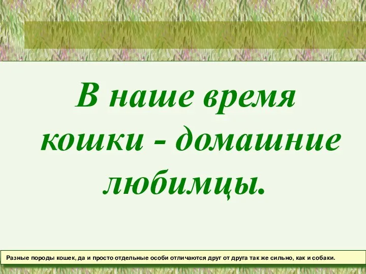 В наше время кошки - домашние любимцы. Разные породы кошек, да