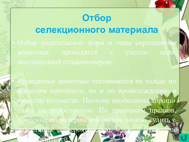 Отбор селекционного материала Отбор родительских форм и типы скрещивания животных проводятся