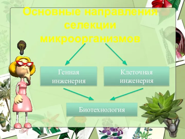 Основные направления селекции микроорганизмов Генная инженерия Клеточная инженерия Биотехнология