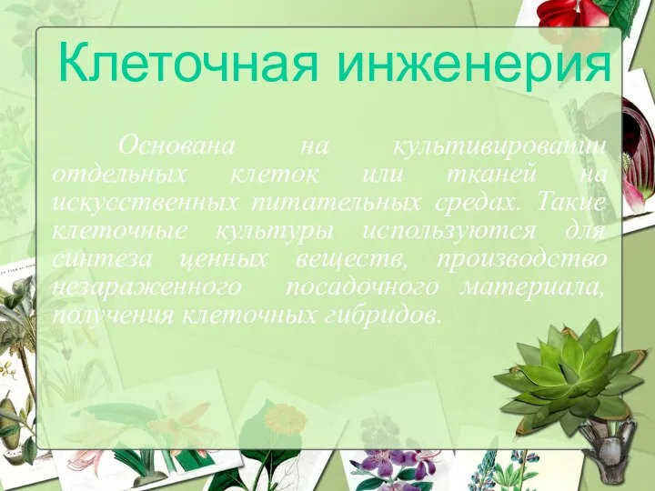 Основана на культивировании отдельных клеток или тканей на искусственных питательных средах.