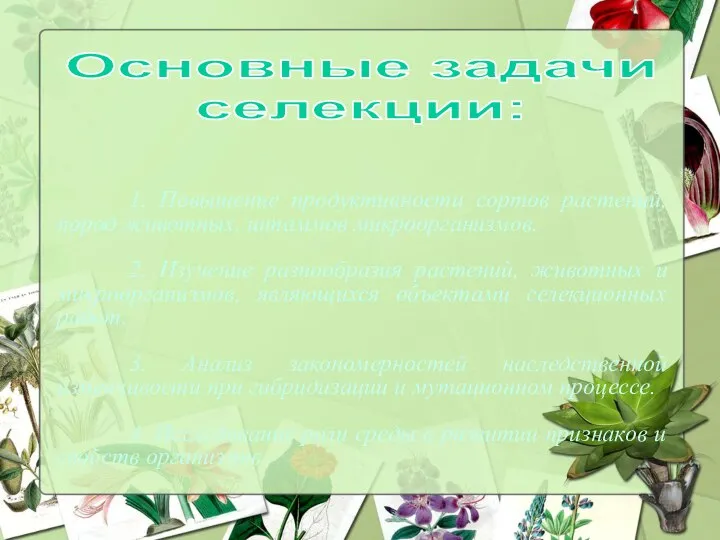 Основные задачи селекции: 1. Повышение продуктивности сортов растений, пород животных, штаммов