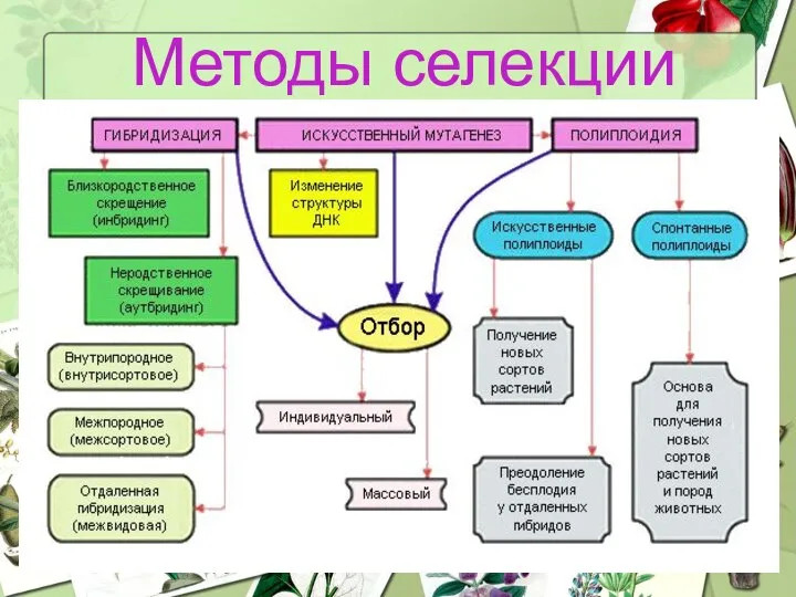 Методы селекции