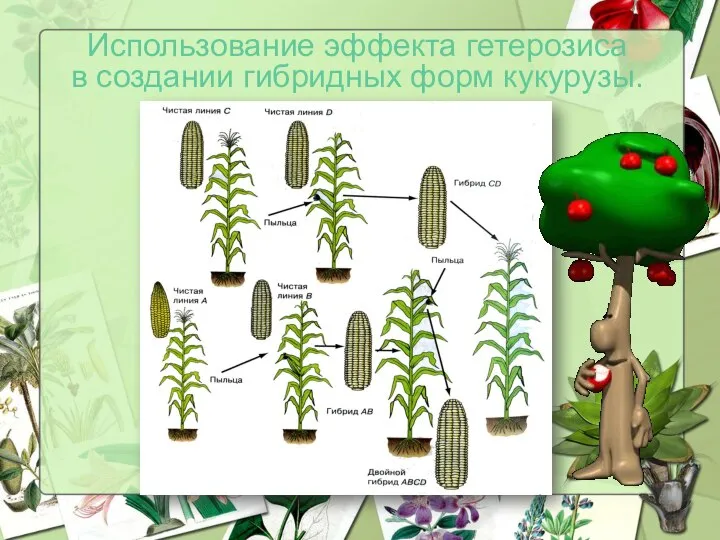 Использование эффекта гетерозиса в создании гибридных форм кукурузы.