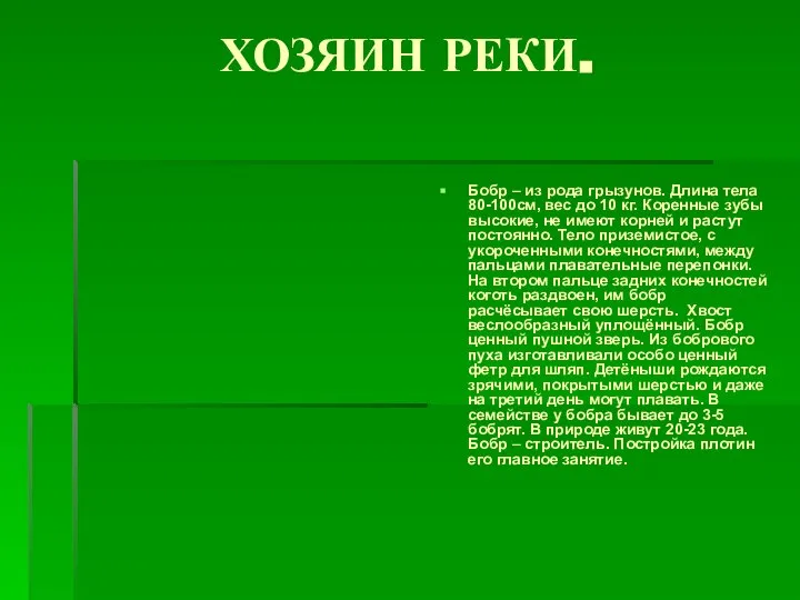 ХОЗЯИН РЕКИ. Бобр – из рода грызунов. Длина тела 80-100см, вес