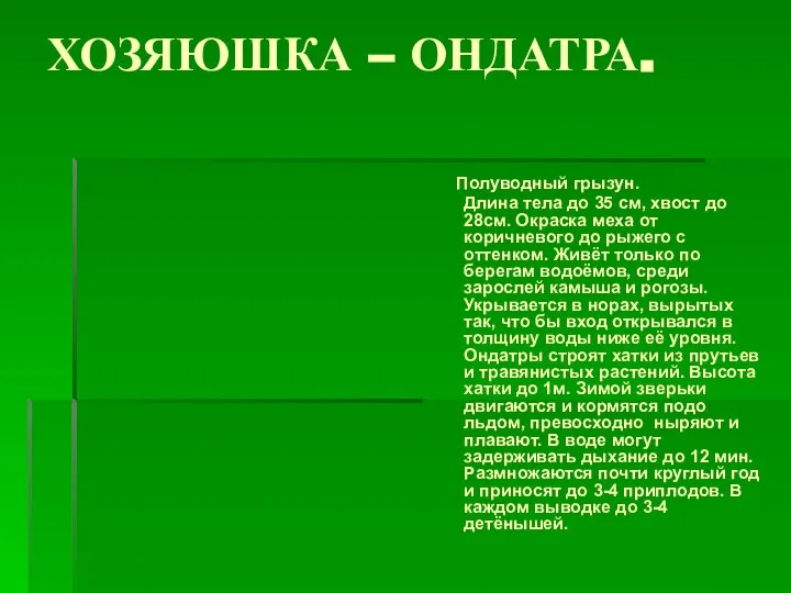 ХОЗЯЮШКА – ОНДАТРА. Полуводный грызун. Длина тела до 35 см, хвост