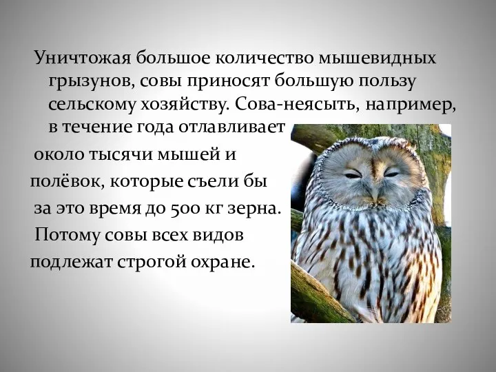 Уничтожая большое количество мышевидных грызунов, совы приносят большую пользу сельскому хозяйству.