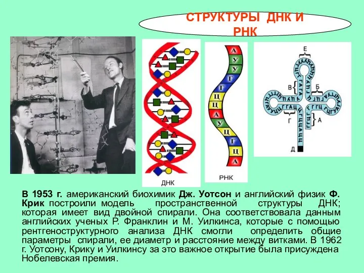 СТРУКТУРЫ ДНК И РНК В 1953 г. американский биохимик Дж. Уотсон