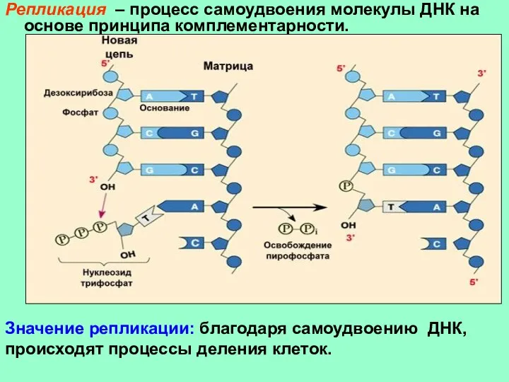 Репликация – процесс самоудвоения молекулы ДНК на основе принципа комплементарности. Значение