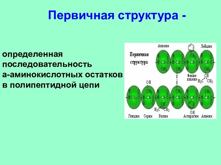 определенная последовательность a-аминокислотных остатков в полипептидной цепи Первичная структура -