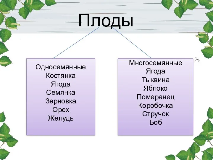 Плоды Односемянные Костянка Ягода Семянка Зерновка Орех Желудь Многосемянные Ягода Тыквина Яблоко Померанец Коробочка Стручок Боб