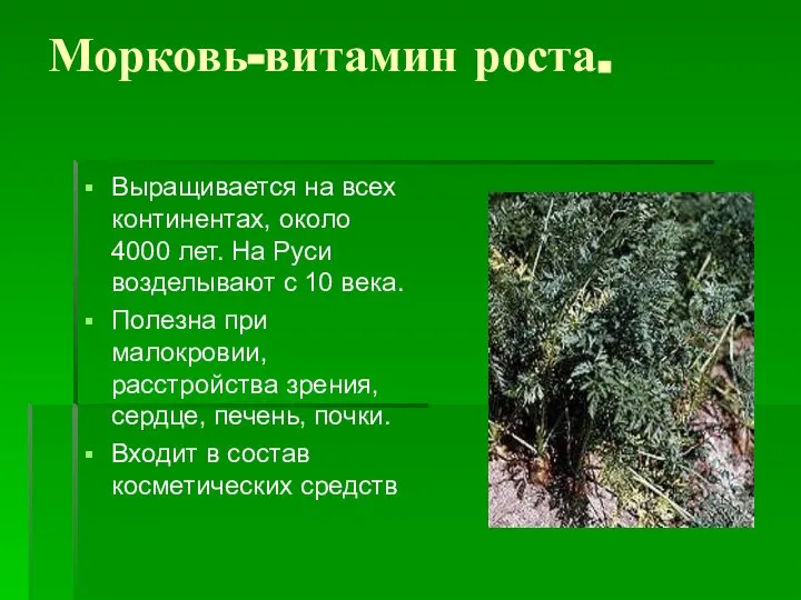 Морковь-витамин роста. Выращивается на всех континентах, около 4000 лет. На Руси