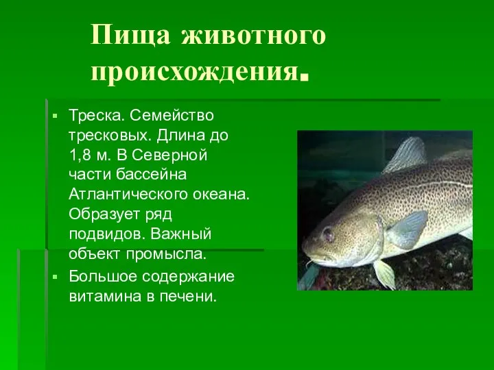 Пища животного происхождения. Треска. Семейство тресковых. Длина до 1,8 м. В