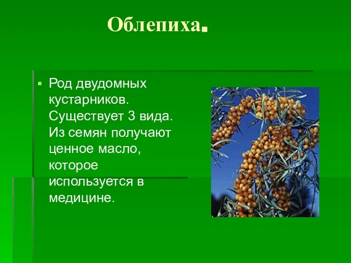 Облепиха. Род двудомных кустарников. Существует 3 вида. Из семян получают ценное масло, которое используется в медицине.