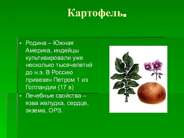 Картофель. Родина – Южная Америка, индейцы культивировали уже несколько тысячелетий до