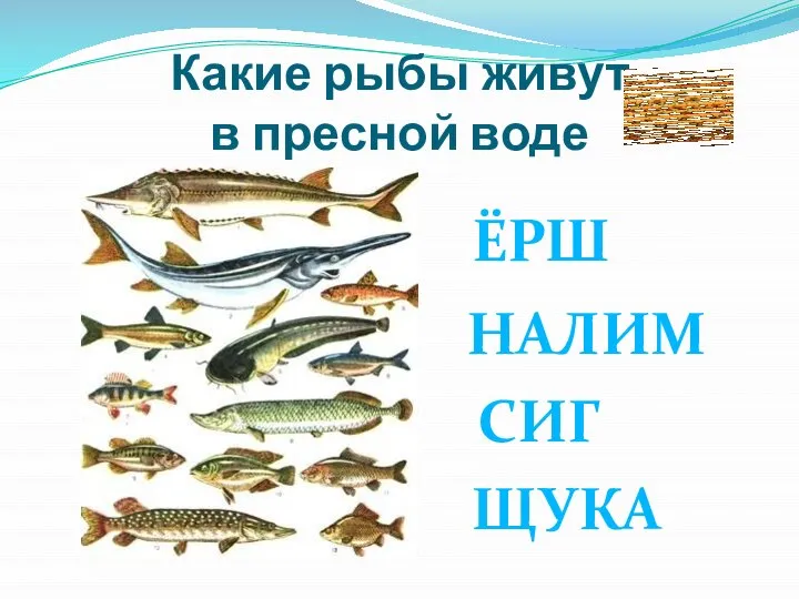 Какие рыбы живут в пресной воде ЁРШ НАЛИМ СИГ ЩУКА