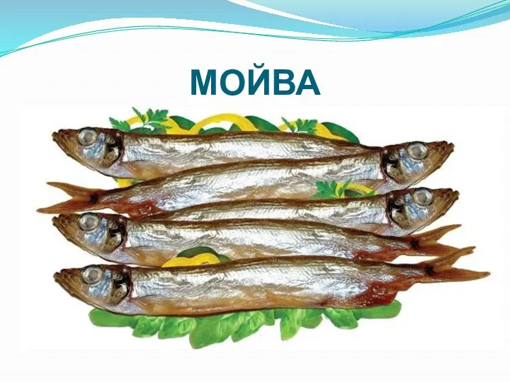 МОЙВА