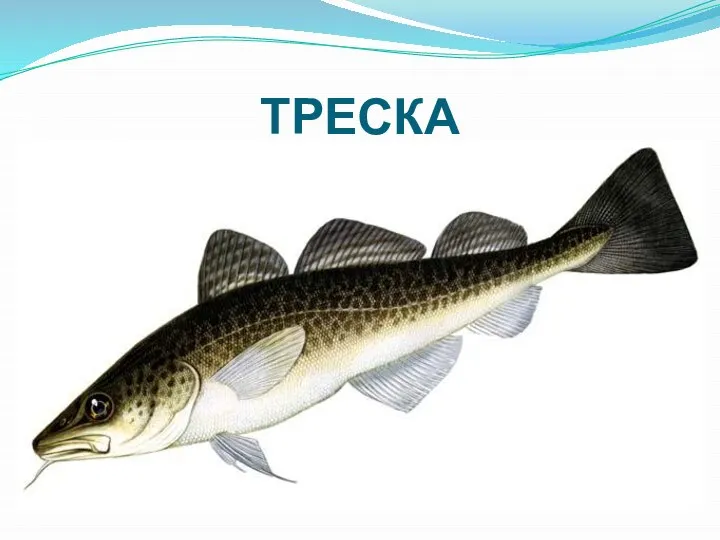 ТРЕСКА