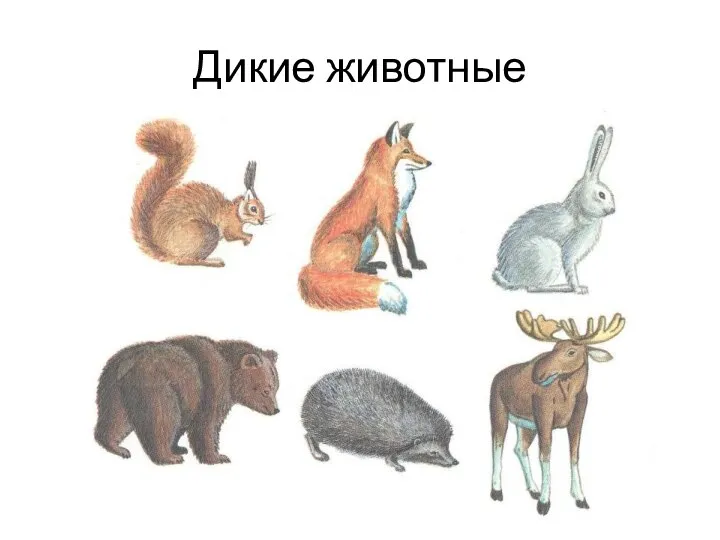 Дикие животные