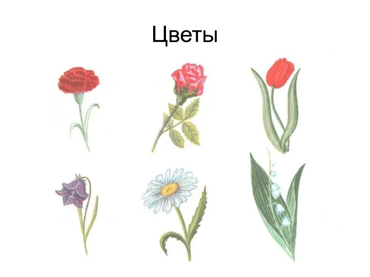 Цветы