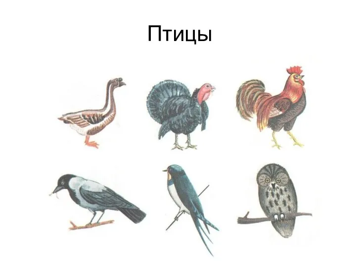 Птицы