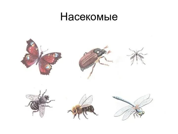 Насекомые