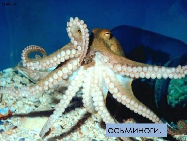 осьминоги,