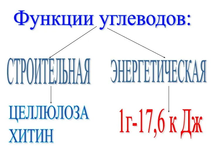 Функции углеводов: СТРОИТЕЛЬНАЯ ЭНЕРГЕТИЧЕСКАЯ ЦЕЛЛЮЛОЗА ХИТИН 1г-17,6 к Дж