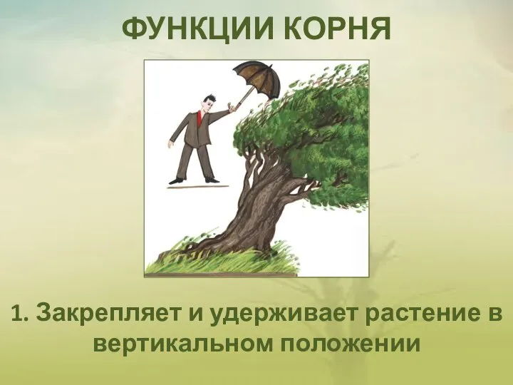 ФУНКЦИИ КОРНЯ 1. Закрепляет и удерживает растение в вертикальном положении