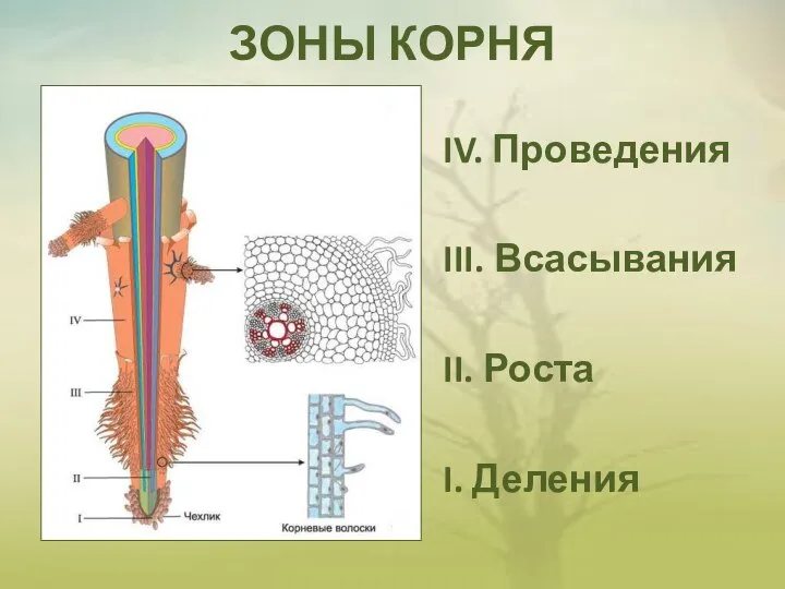 ЗОНЫ КОРНЯ IV. Проведения III. Всасывания II. Роста I. Деления