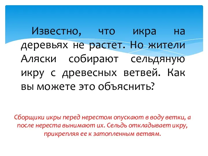 Известно, что икра на деревьях не растет. Но жители Аляски собирают