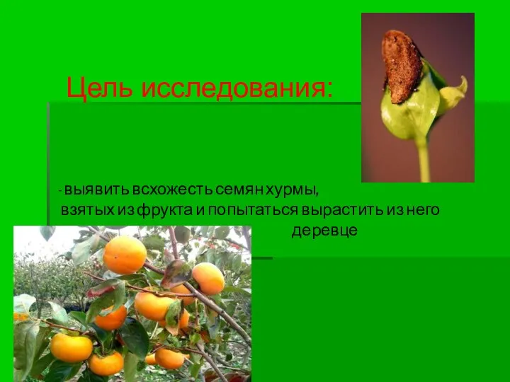 Цель исследования: - выявить всхожесть семян хурмы, взятых из фрукта и попытаться вырастить из него деревце