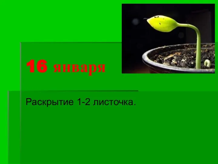 16 января Раскрытие 1-2 листочка.